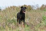 BEAUCERON 318